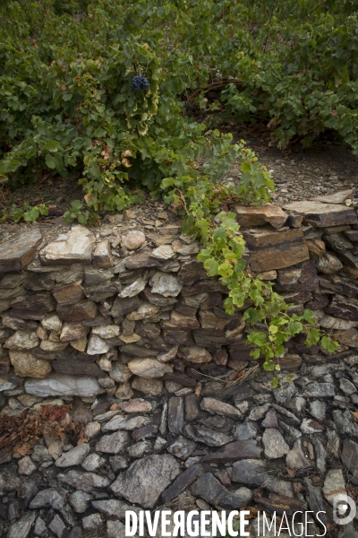 Vignes et vignerons de Banyuls