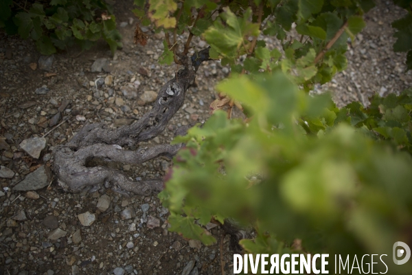 Vignes et vignerons de Banyuls