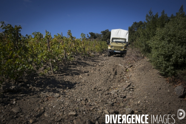 Vignes et vignerons de Banyuls