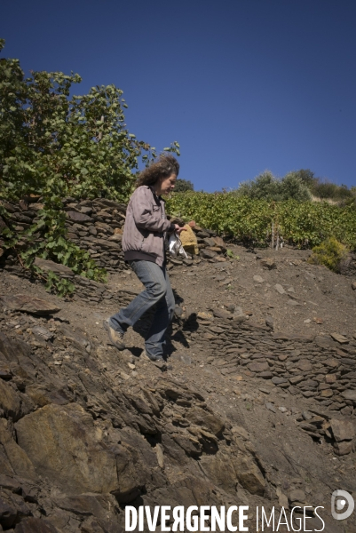 Vignes et vignerons de Banyuls