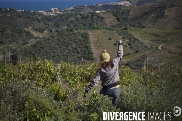 Vignes et vignerons de Banyuls