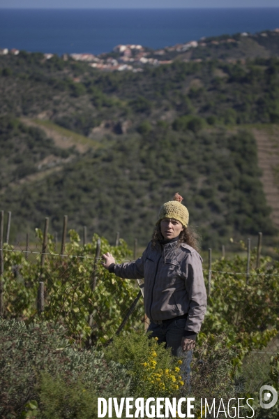 Vignes et vignerons de Banyuls