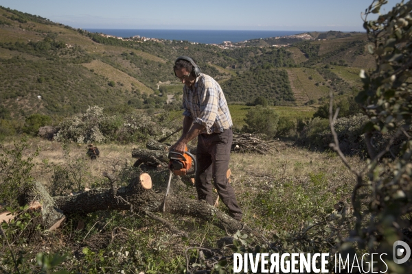 Vignes et vignerons de Banyuls