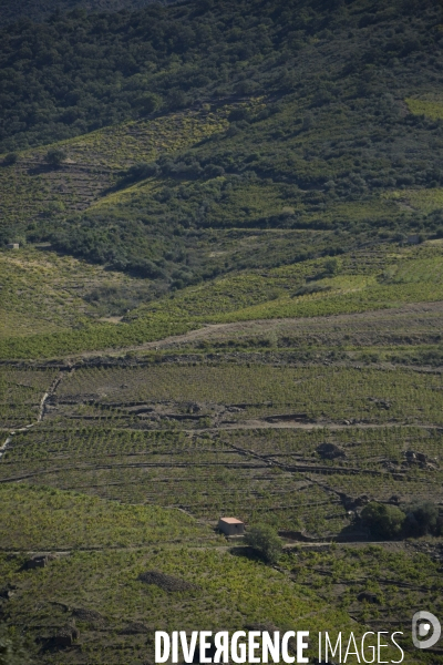 Vignes et vignerons de Banyuls