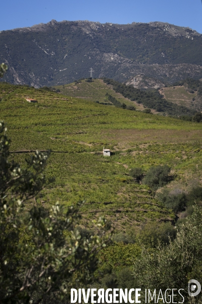 Vignes et vignerons de Banyuls