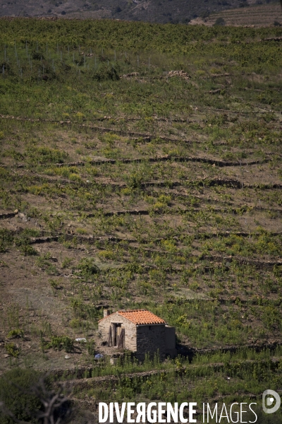 Vignes et vignerons de Banyuls