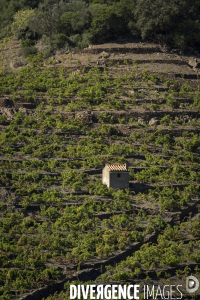 Vignes et vignerons de Banyuls