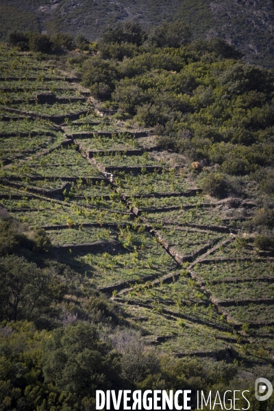 Vignes et vignerons de Banyuls