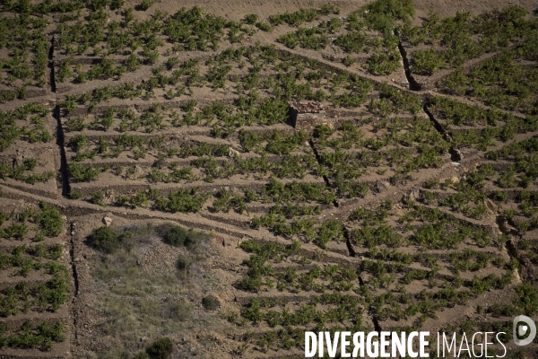 Vignes et vignerons de Banyuls