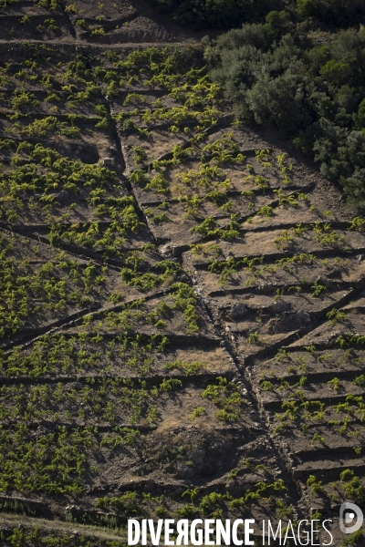 Vignes et vignerons de Banyuls