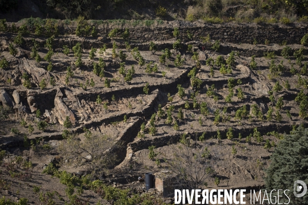 Vignes et vignerons de Banyuls