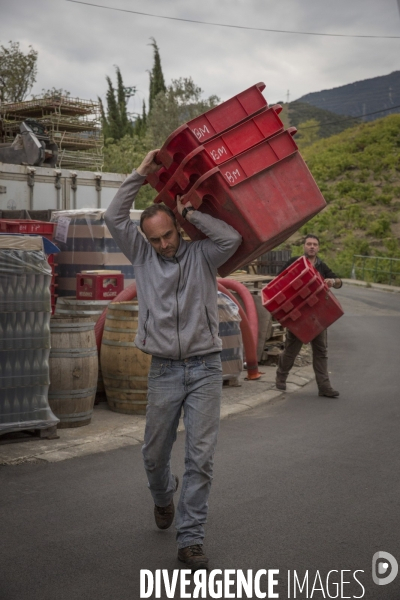 Vignes et vignerons de Banyuls