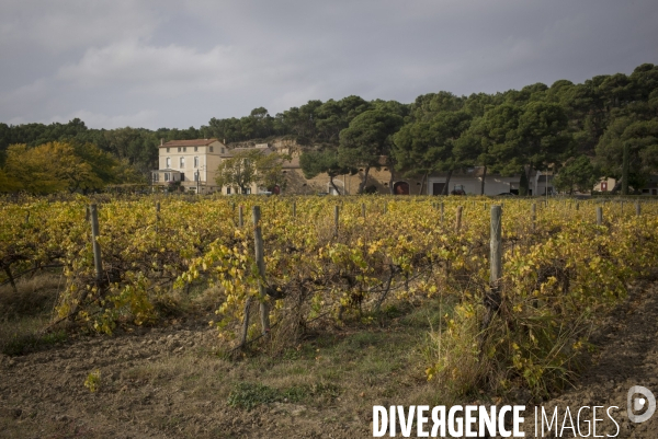 INRA Pech Rouge L avenir du vin