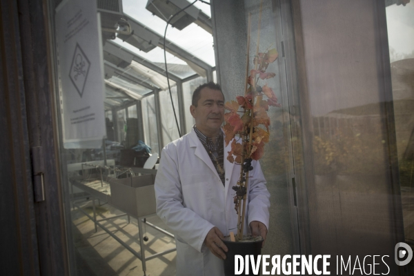 INRA Pech Rouge L avenir du vin