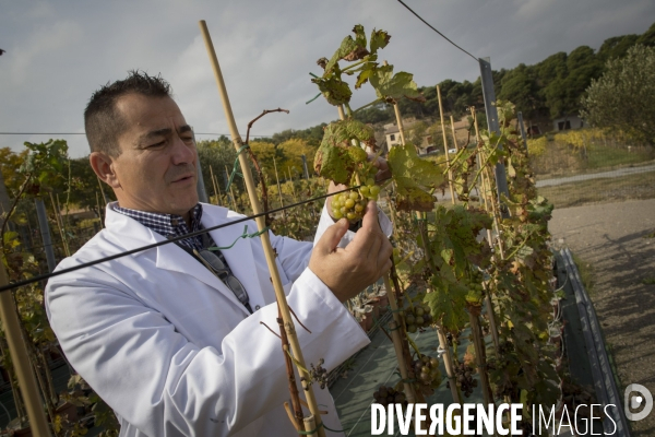 INRA Pech Rouge L avenir du vin
