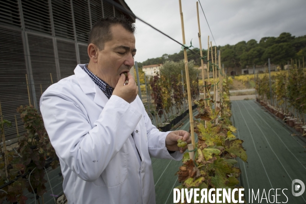 INRA Pech Rouge L avenir du vin