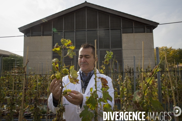 INRA Pech Rouge L avenir du vin