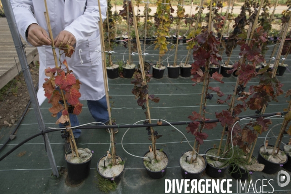 INRA Pech Rouge L avenir du vin