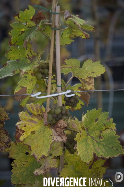 INRA Pech Rouge L avenir du vin