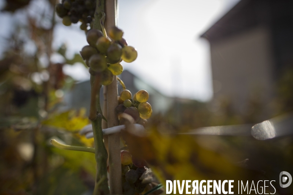 INRA Pech Rouge L avenir du vin