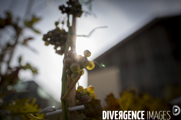 INRA Pech Rouge L avenir du vin