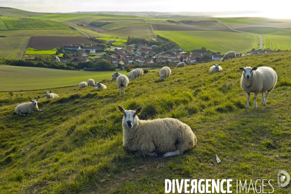 Illustration Octobre2015.Moutons dans un champ au cap Gris Nez.