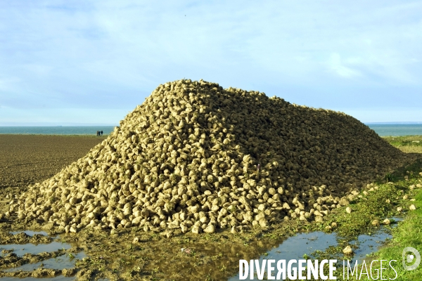 Illustration Novembre2015.Tas de bettraves dans un champ au cap Blanc Nez