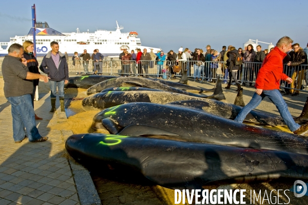 Illustration Novembre2105.Echouage de  sept baleines pilotes a Calais