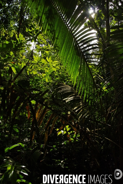 L  AMAZONIE brésilienne de l  Etat du PARA entre Curua-Una et Alter do Chao.