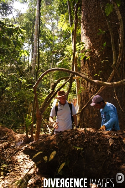 L  AMAZONIE brésilienne de l  Etat du PARA entre Curua-Una et Alter do Chao.