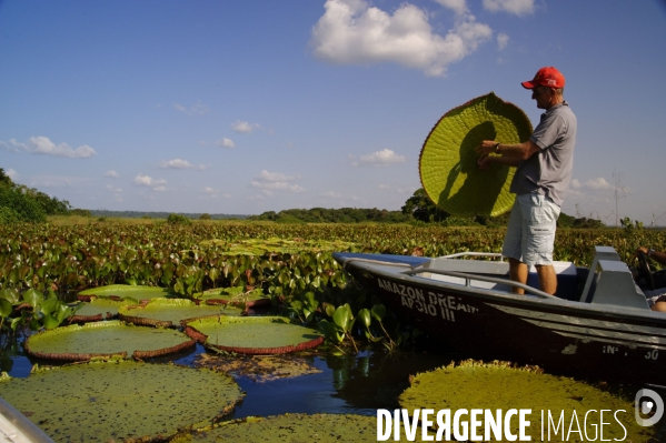 L  AMAZONIE brésilienne de l  Etat du PARA entre Curua-Una et Alter do Chao.