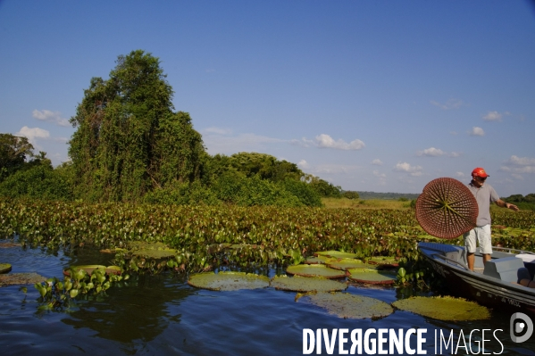 L  AMAZONIE brésilienne de l  Etat du PARA entre Curua-Una et Alter do Chao.