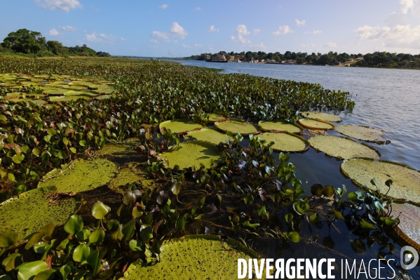L  AMAZONIE brésilienne de l  Etat du PARA entre Curua-Una et Alter do Chao.