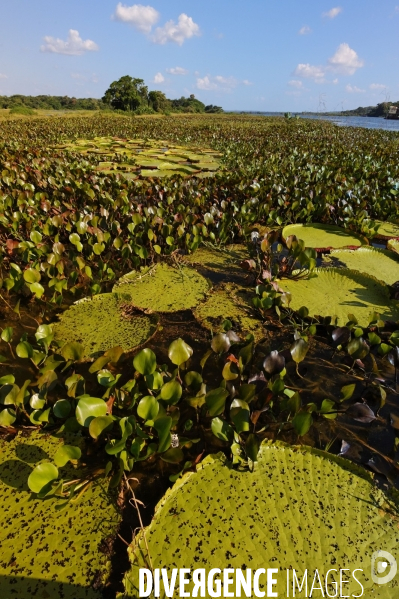 L  AMAZONIE brésilienne de l  Etat du PARA entre Curua-Una et Alter do Chao.