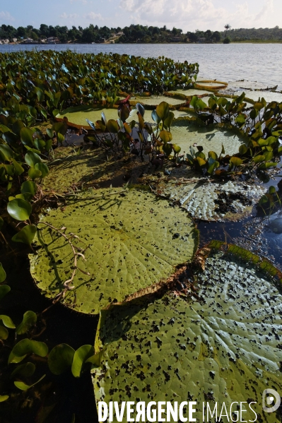 L  AMAZONIE brésilienne de l  Etat du PARA entre Curua-Una et Alter do Chao.