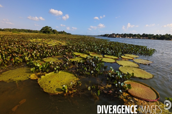 L  AMAZONIE brésilienne de l  Etat du PARA entre Curua-Una et Alter do Chao.