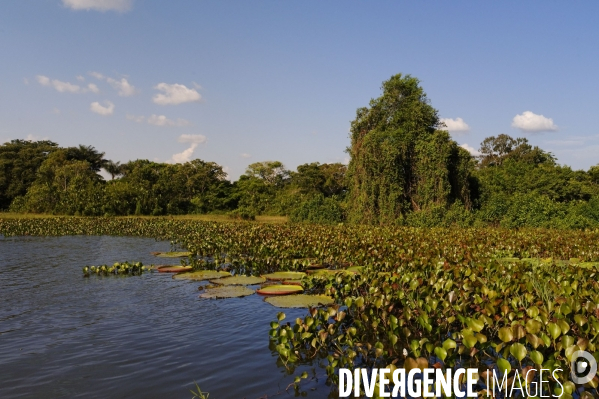 L  AMAZONIE brésilienne de l  Etat du PARA entre Curua-Una et Alter do Chao.