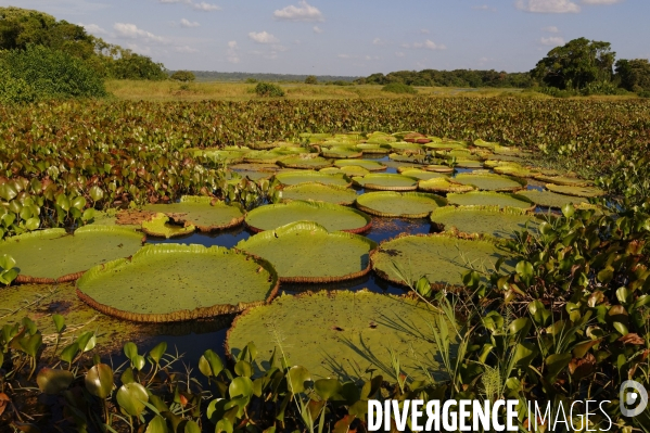 L  AMAZONIE brésilienne de l  Etat du PARA entre Curua-Una et Alter do Chao.