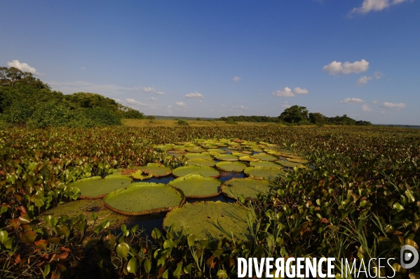 L  AMAZONIE brésilienne de l  Etat du PARA entre Curua-Una et Alter do Chao.