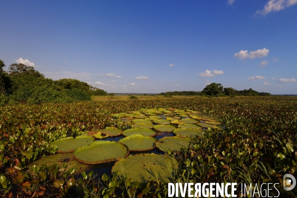 L  AMAZONIE brésilienne de l  Etat du PARA entre Curua-Una et Alter do Chao.