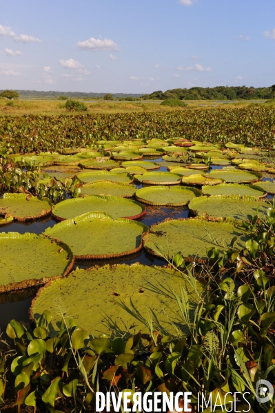 L  AMAZONIE brésilienne de l  Etat du PARA entre Curua-Una et Alter do Chao.