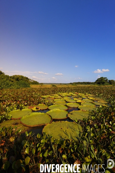 L  AMAZONIE brésilienne de l  Etat du PARA entre Curua-Una et Alter do Chao.