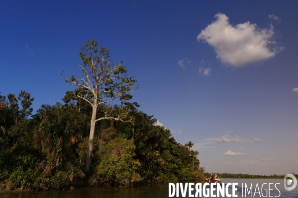 L  AMAZONIE brésilienne de l  Etat du PARA entre Curua-Una et Alter do Chao.