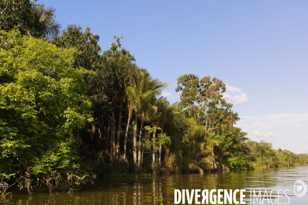 L  AMAZONIE brésilienne de l  Etat du PARA entre Curua-Una et Alter do Chao.