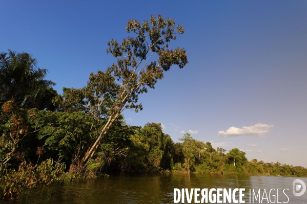 L  AMAZONIE brésilienne de l  Etat du PARA entre Curua-Una et Alter do Chao.