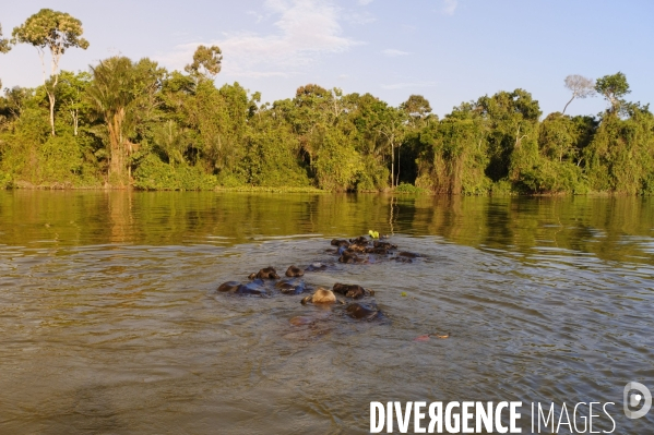 L  AMAZONIE brésilienne de l  Etat du PARA entre Curua-Una et Alter do Chao.