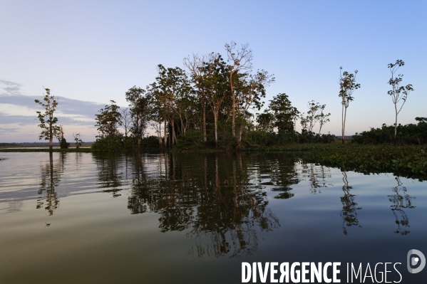 L  AMAZONIE brésilienne de l  Etat du PARA entre Curua-Una et Alter do Chao.