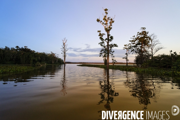 L  AMAZONIE brésilienne de l  Etat du PARA entre Curua-Una et Alter do Chao.