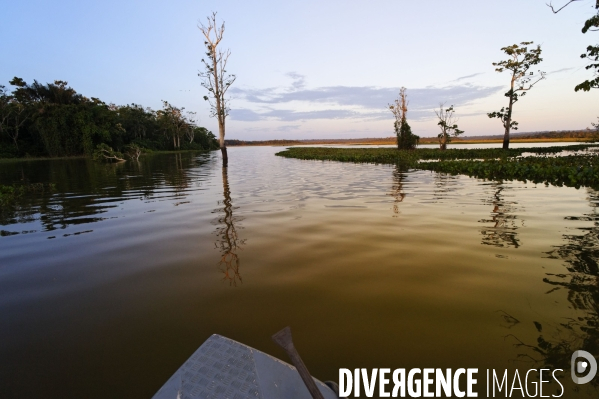 L  AMAZONIE brésilienne de l  Etat du PARA entre Curua-Una et Alter do Chao.