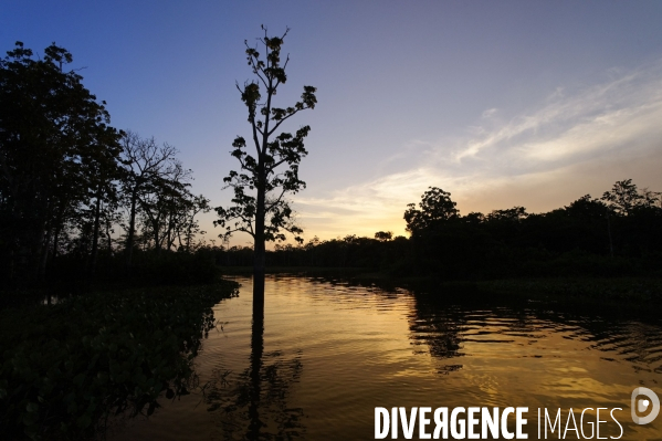 L  AMAZONIE brésilienne de l  Etat du PARA entre Curua-Una et Alter do Chao.